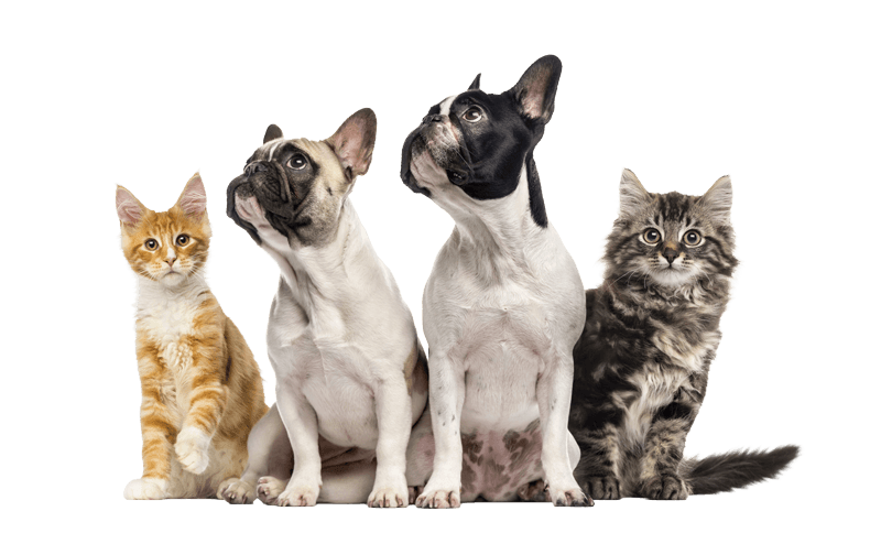 Het Dierenhuis - Dierendagopvang, asiel en pension